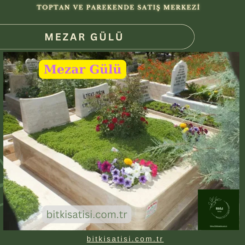 Mezar Çiçeği Seti. 45 Asteriks  5 Kazayağı1 Mezar Gülü