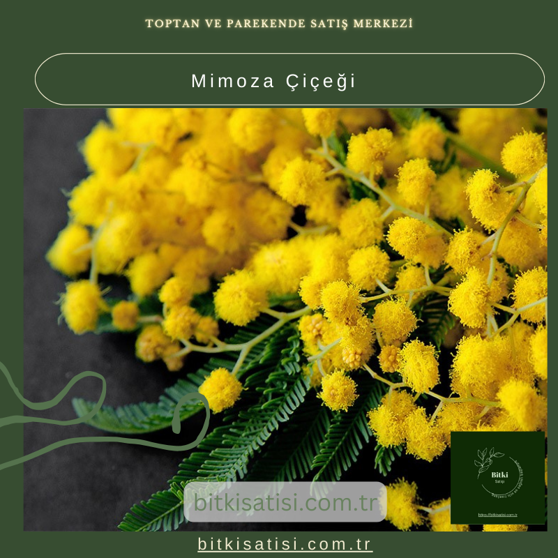 Mimoza Çiçeği ile Bahçenize Büyüleyici Bir Dokunuş Ekleyin Mimoza Çiçeği ile Bahçenize Büyüleyici Bir Dokunuş Ekleyin