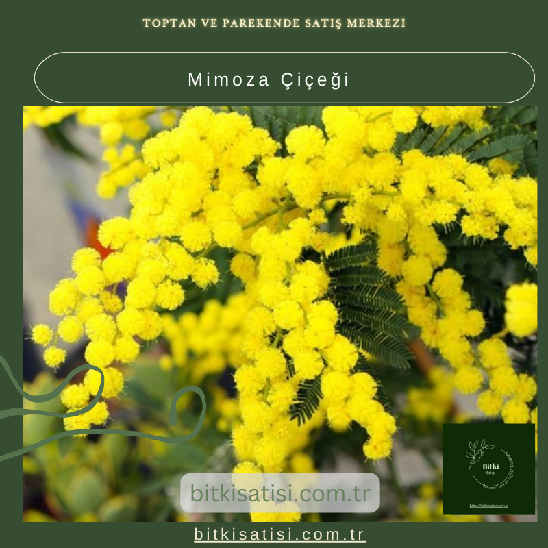 Mimoza Çiçeği ile Bahçenize Büyüleyici Bir Dokunuş Ekleyin Mimoza Çiçeği ile Bahçenize Büyüleyici Bir Dokunuş Ekleyin