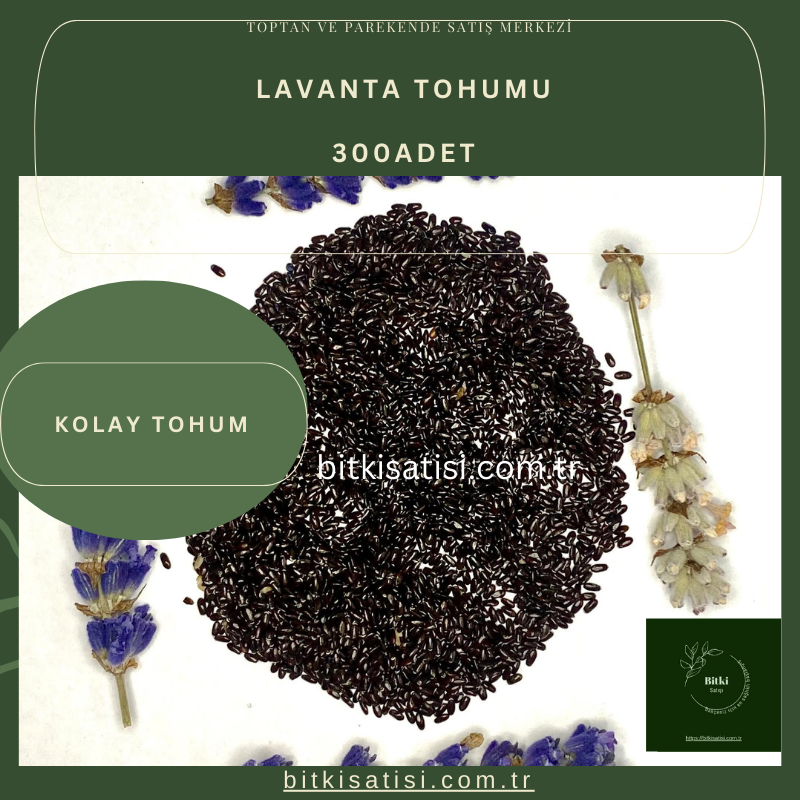 Mor Lavanta Tohumu 300 Adet Kolay çimlenir 10 PAKET 