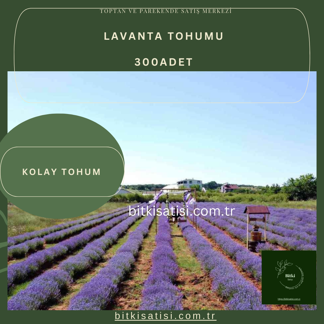 Mor Lavanta Tohumu 300 Adet Kolay çimlenir 10 PAKET 