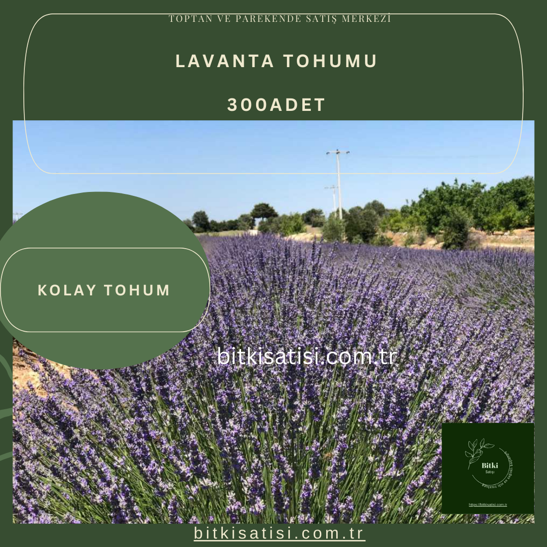 Mor Lavanta Tohumu 300 Adet Kolay çimlenir 10 PAKET 