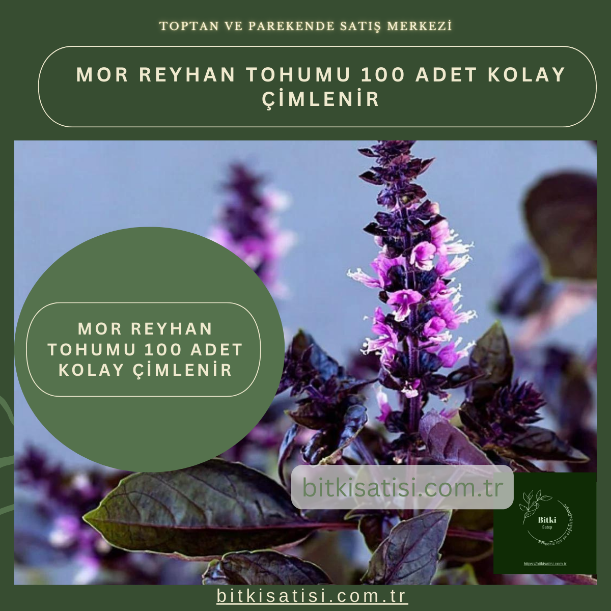 Mor Reyhan Tohumu 100 Adet Kolay çimlenir