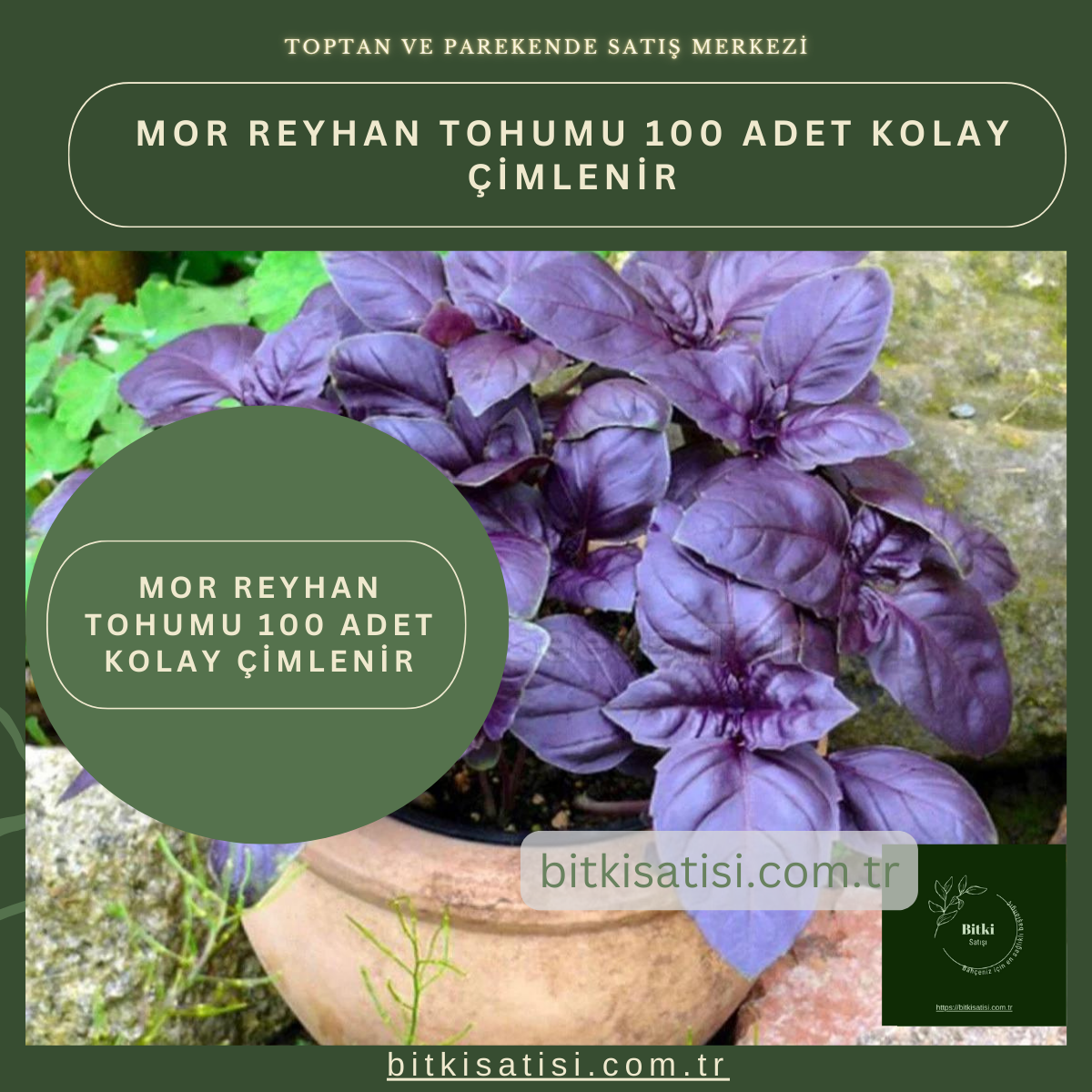 Mor Reyhan Tohumu 100 Adet Kolay çimlenir