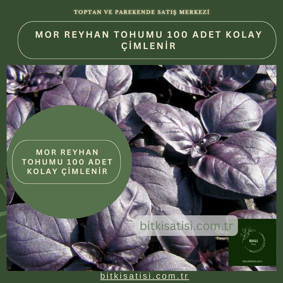 Mor Reyhan Tohumu 100 Adet Kolay çimlenir
