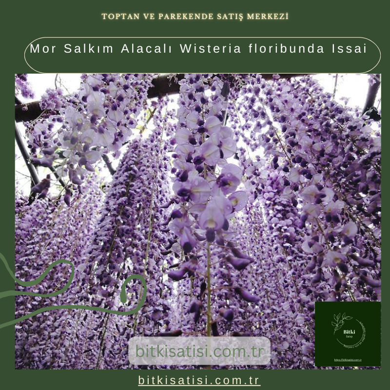 Mor Salkım Alacalı Wisteria floribunda Issai