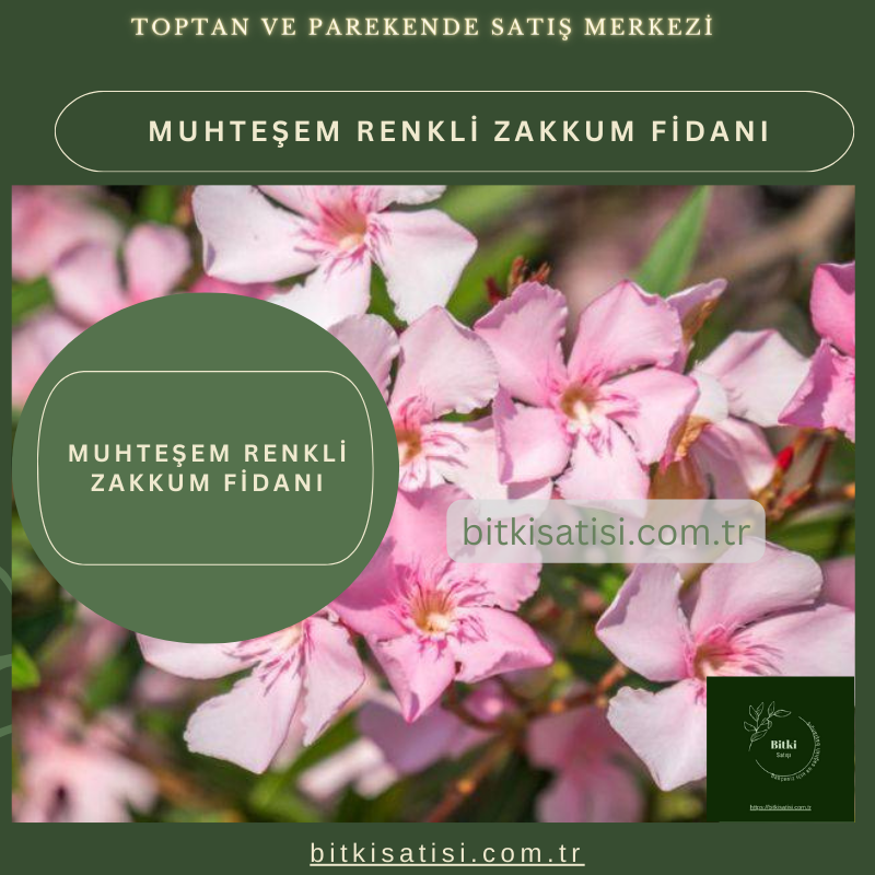 Muhteşem Renkli Zakkum Fidanı Kırmızı Pembe Beyaz Renkli