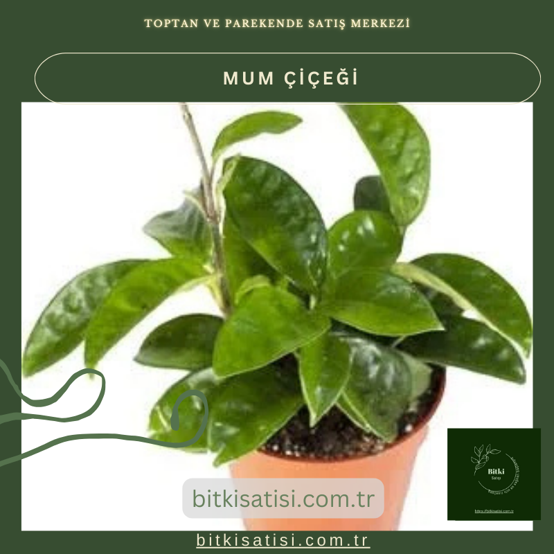 Mum Çiçeği Kırmızı Çİçek Açan Türden Mum Çiçeği Kırmızı Çİçek Açan Türden