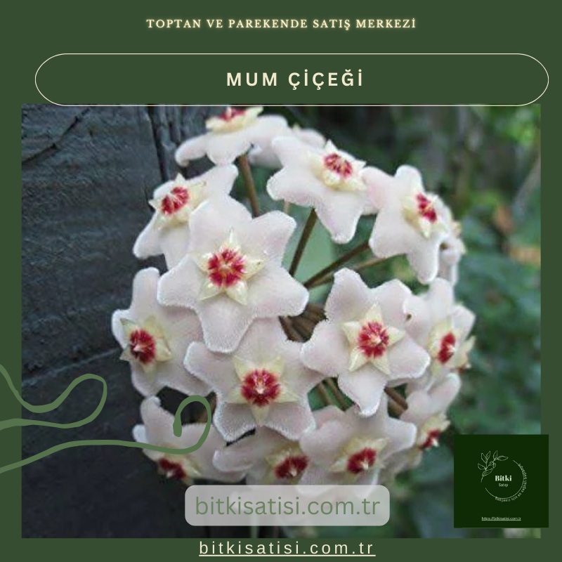 Mum Çiçeği Kırmızı Çİçek Açan Türden Mum Çiçeği Kırmızı Çİçek Açan Türden