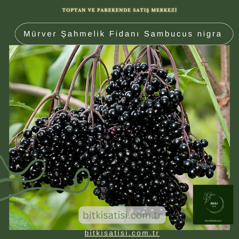 Mürver Şahmelik Fidanı Sambucus nigra