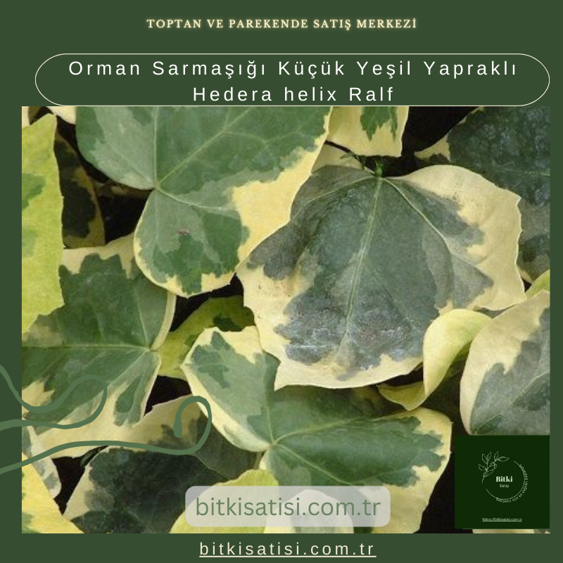 Orman Sarmaşığı Küçük Yeşil Yapraklı Hedera helix Ralf