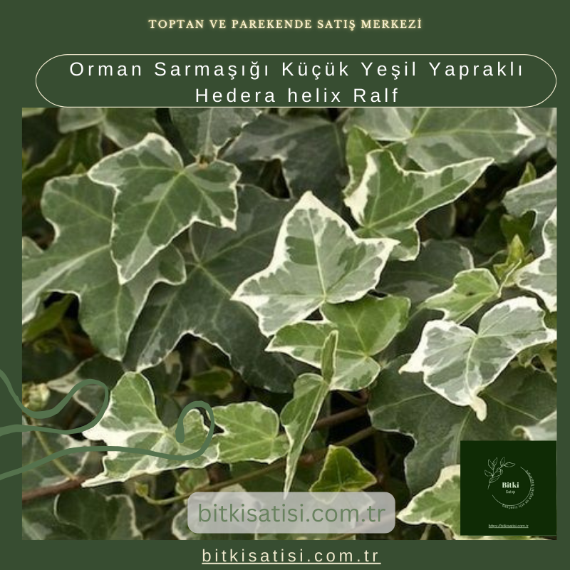 Orman Sarmaşığı Küçük Yeşil Yapraklı Hedera helix Ralf