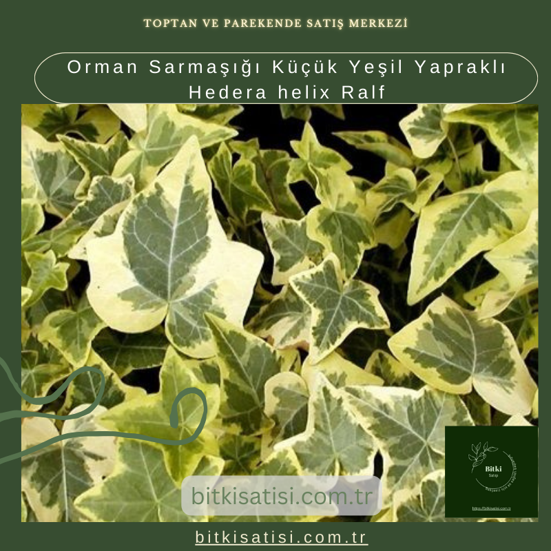 Orman Sarmaşığı Küçük Yeşil Yapraklı Hedera helix Ralf Orman Sarmaşığı Küçük Yeşil Yapraklı Hedera helix Ralf
