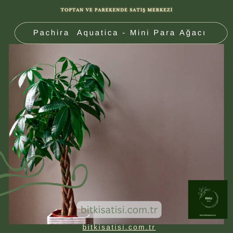 Pachira Aquatica - Mini Para Ağacı Pachira Aquatica - Mini Para Ağacı