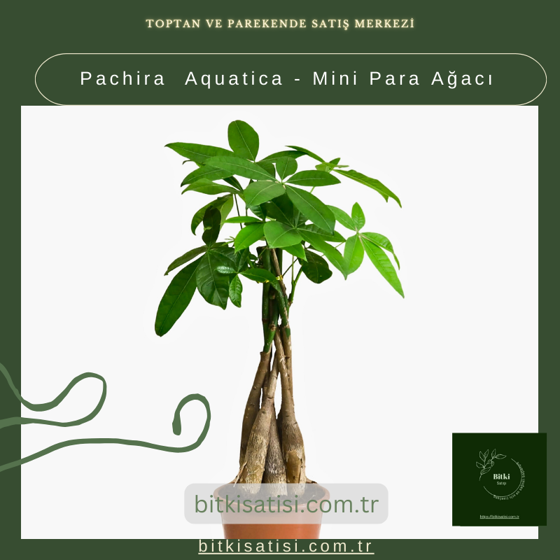 Pachira Aquatica - Mini Para Ağacı Pachira Aquatica - Mini Para Ağacı