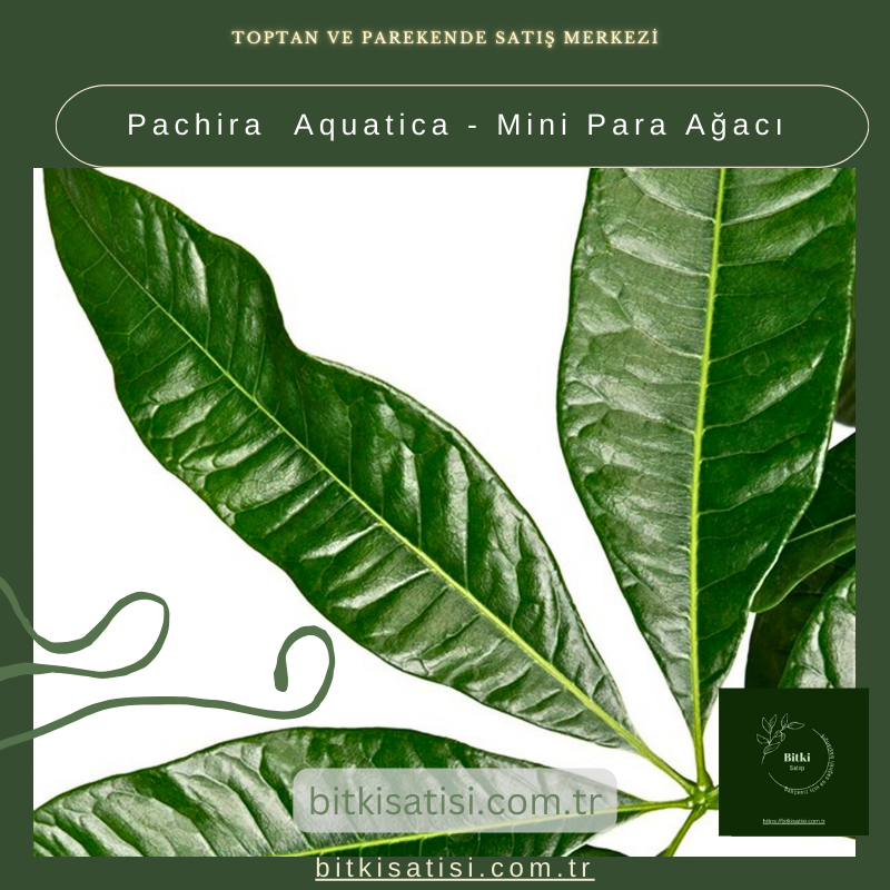 Pachira Aquatica - Mini Para Ağacı Pachira Aquatica - Mini Para Ağacı