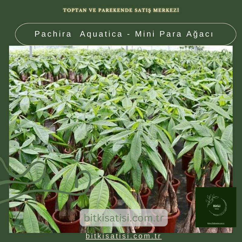 Pachira  Aquatica - Mini Para Ağacı