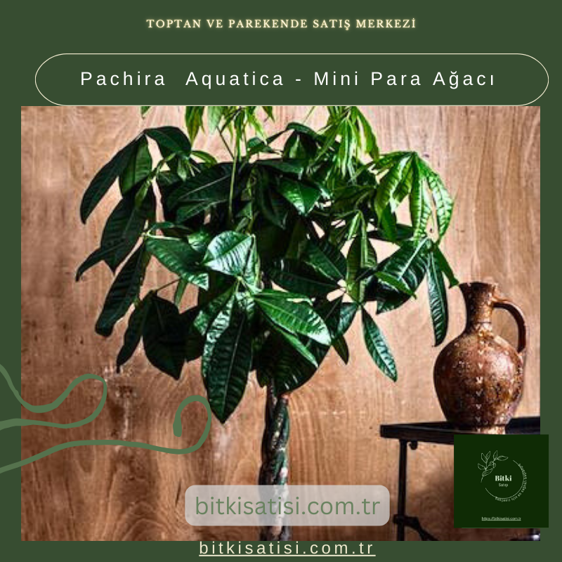 Pachira Aquatica - Mini Para Ağacı Pachira Aquatica - Mini Para Ağacı