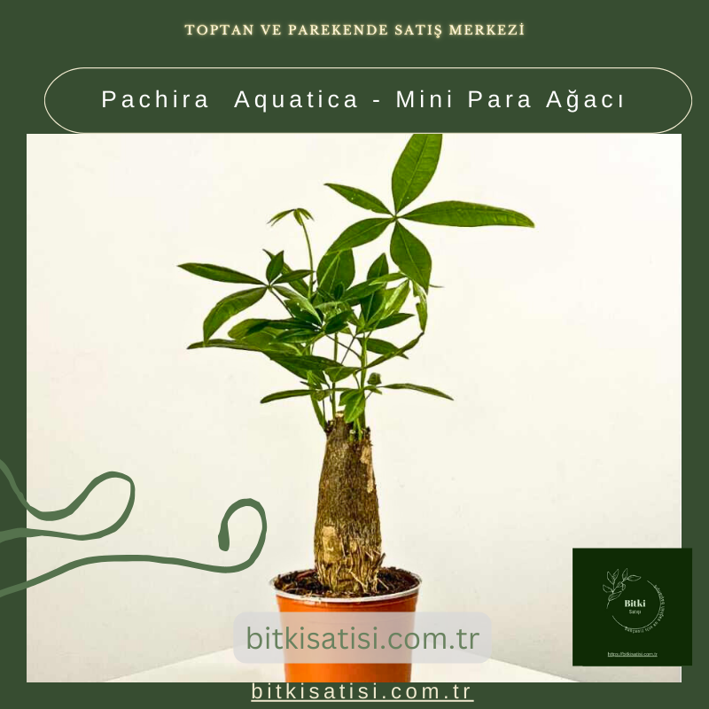 Pachira Aquatica - Mini Para Ağacı Pachira Aquatica - Mini Para Ağacı