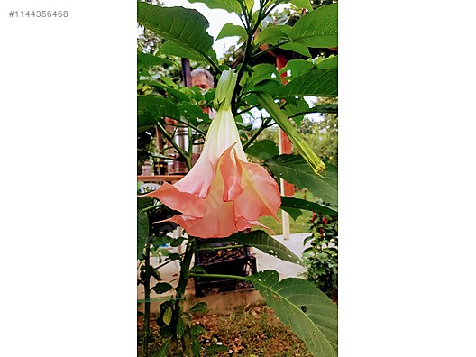 Pembe Melek Borazanı: Görkemli Çiçekler ile Bahçenize Zarafet Katın