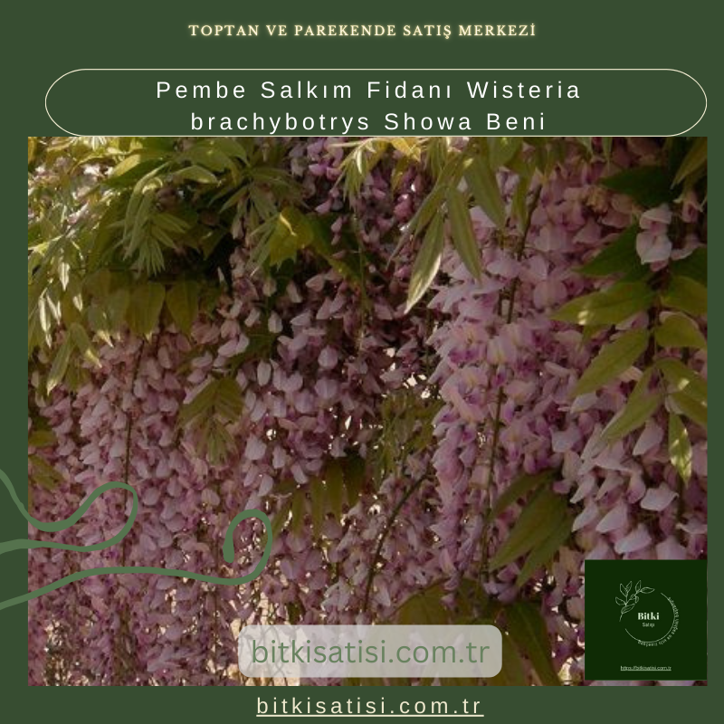Pembe Salkım Fidanı Wisteria brachybotrys Showa Beni