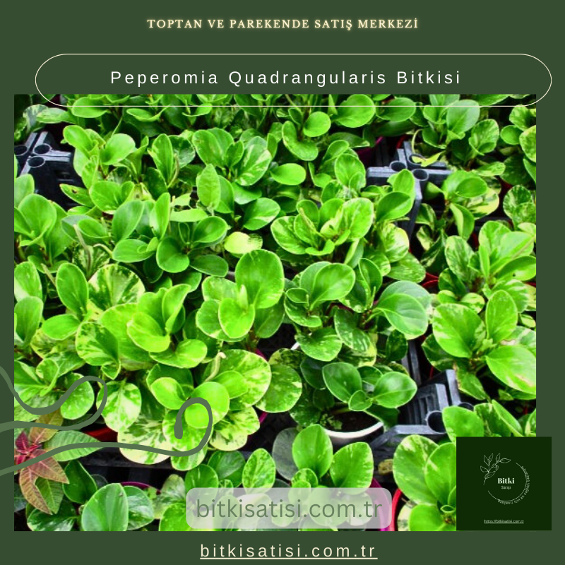 Peperomia Quadrangularis Bitkisi