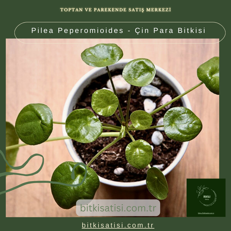 Pilea Peperomioides - Çin Para Bitkisi