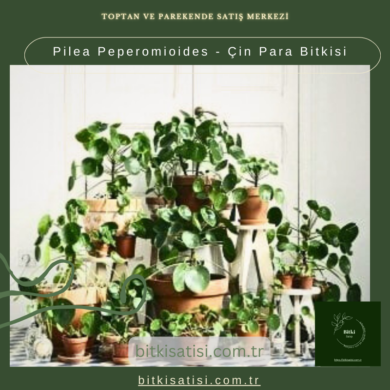 Pilea Peperomioides - Çin Para Bitkisi Pilea Peperomioides - Çin Para Bitkisi