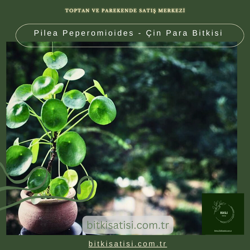 Pilea Peperomioides - Çin Para Bitkisi