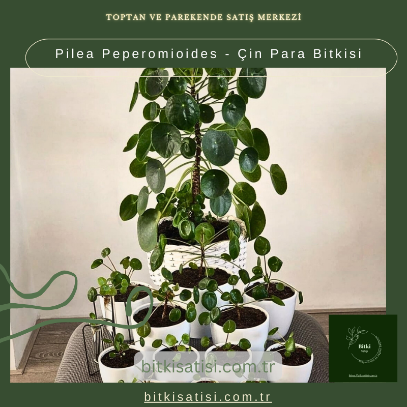 Pilea Peperomioides - Çin Para Bitkisi
