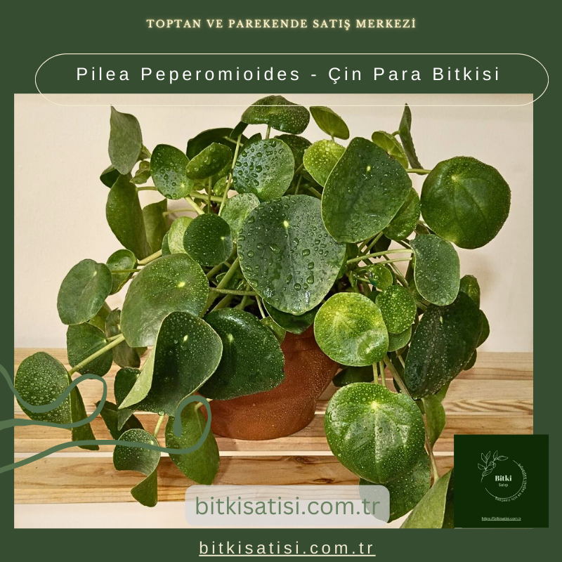 Pilea Peperomioides - Çin Para Bitkisi