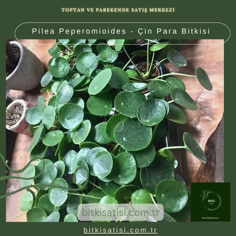 Pilea Peperomioides - Çin Para Bitkisi