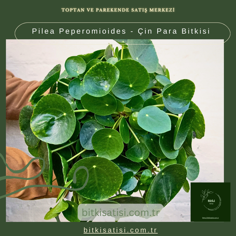 Pilea Peperomioides - Çin Para Bitkisi