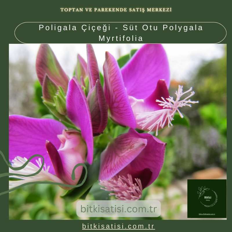 Poligala Çiçeği - Süt Otu Polygala Myrtifolia Poligala Çiçeği - Süt Otu Polygala Myrtifolia