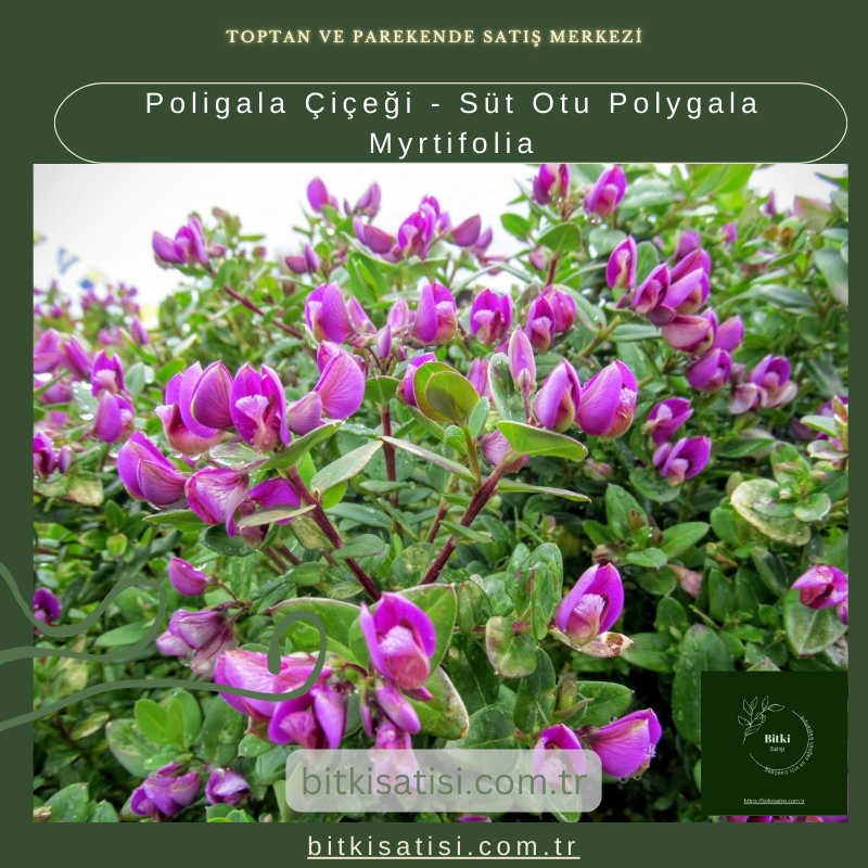 Poligala Çiçeği - Süt Otu Polygala Myrtifolia