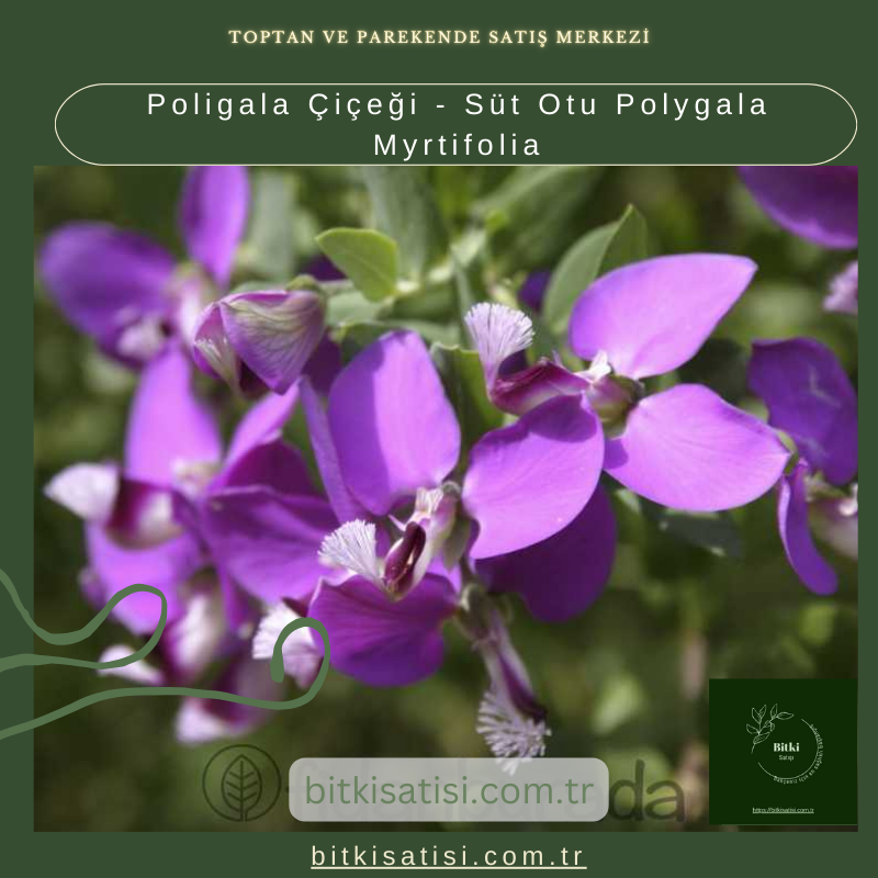 Poligala Çiçeği - Süt Otu Polygala Myrtifolia Poligala Çiçeği - Süt Otu Polygala Myrtifolia