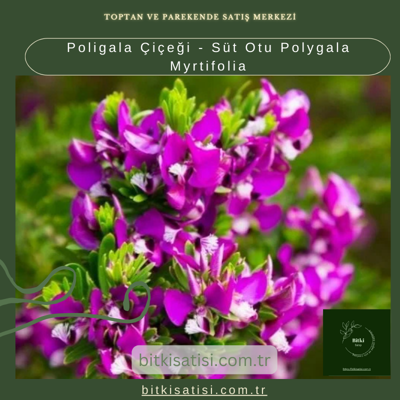 Poligala Çiçeği - Süt Otu Polygala Myrtifolia