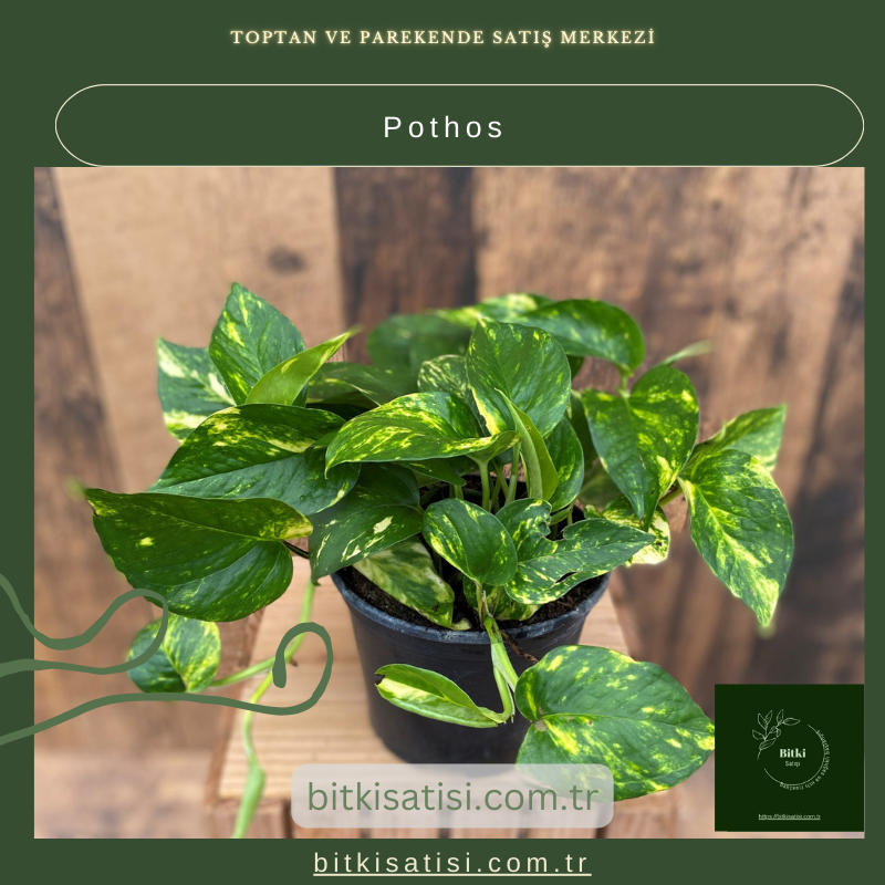 Pothos Fidanı Satın Al – Doğal Güzellik ve Ferahlatıcı Hava İçin Pothos Fidanı Satın Al – Doğal Güzellik ve Ferahlatıcı Hava İçin