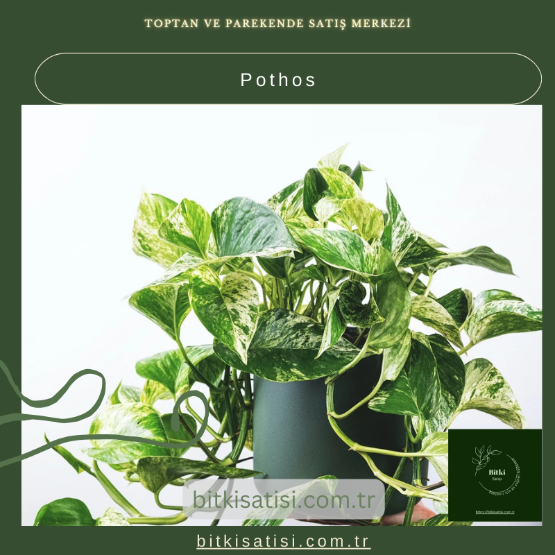 Pothos Fidanı Satın Al – Doğal Güzellik ve Ferahlatıcı Hava İçin Pothos Fidanı Satın Al – Doğal Güzellik ve Ferahlatıcı Hava İçin
