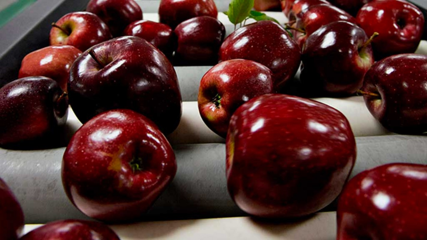 Red Delicious Elması Fidanı: Bahçenizde Lezzetli Elmalar Yetiştirin