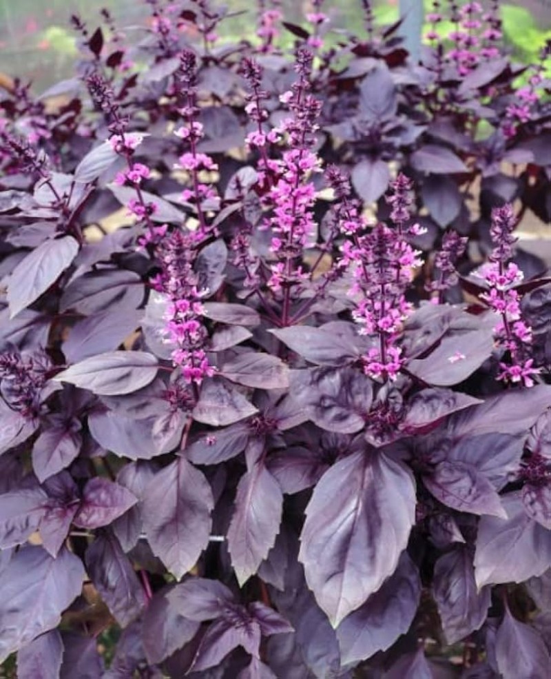 Reyhan Çiçeği ile Bahçenize Zarif Bir Dokunuş Ekleyin Reyhan Çiçeği ile Bahçenize Zarif Bir Dokunuş Ekleyin