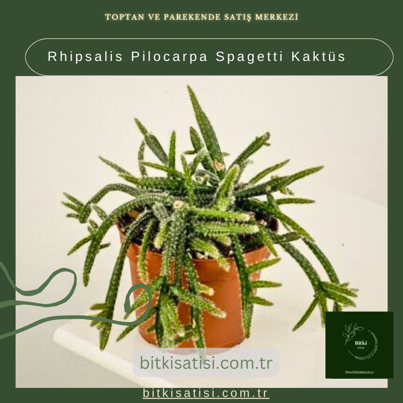Rhipsalis Pilocarpa Spagetti Kaktüs