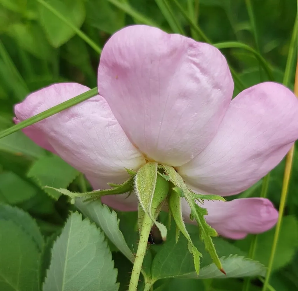 Rosa Galica Fidanı: Güzellik ve Kokuyu Bahçenize Taşıyın Rosa Galica Fidanı: Güzellik ve Kokuyu Bahçenize Taşıyın