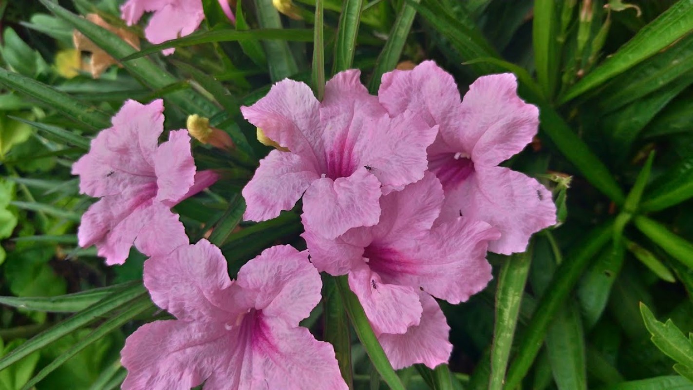 Ruellia Çiçeği Satışı | Meksika Petunyası İle Bahçenizi Şenlendirin Ruellia Çiçeği Satışı | Meksika Petunyası İle Bahçenizi Şenlendirin