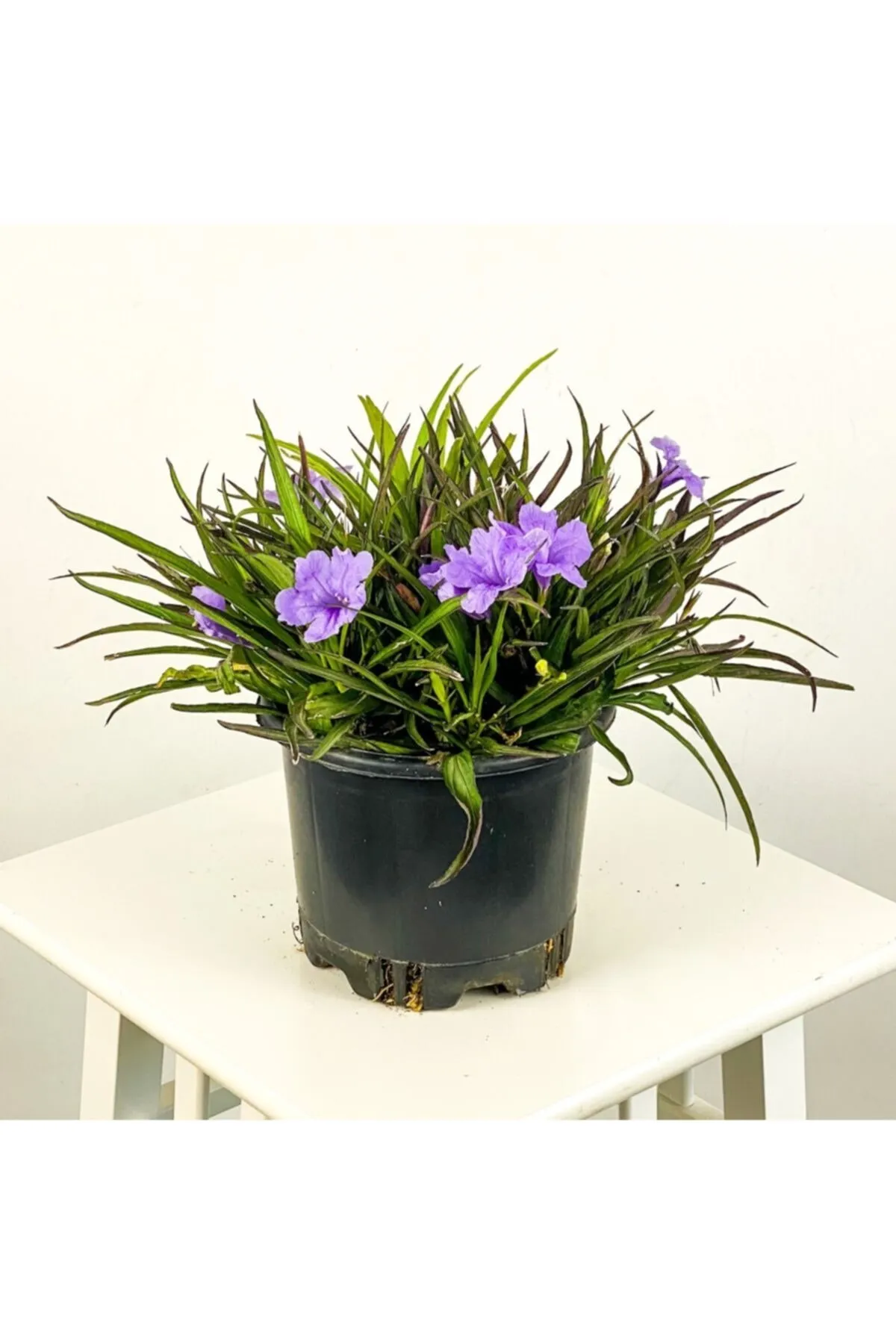 Ruellia Çiçeği Satışı | Meksika Petunyası İle Bahçenizi Şenlendirin