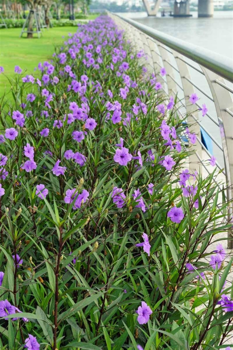 Ruellia Çiçeği Satışı | Meksika Petunyası İle Bahçenizi Şenlendirin Ruellia Çiçeği Satışı | Meksika Petunyası İle Bahçenizi Şenlendirin