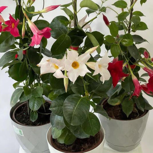 3 renkli Mandavilla Sarmaşığı