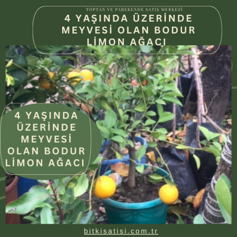4 Yaşında Üzerinde Meyvesi Olan Bodur Limon Ağacı