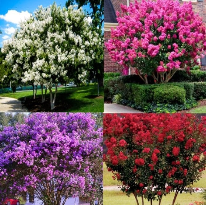 4 Renkli Oya Ağacı