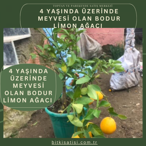 4 Yaşında Üzerinde Meyvesi Olan Bodur Limon Ağacı